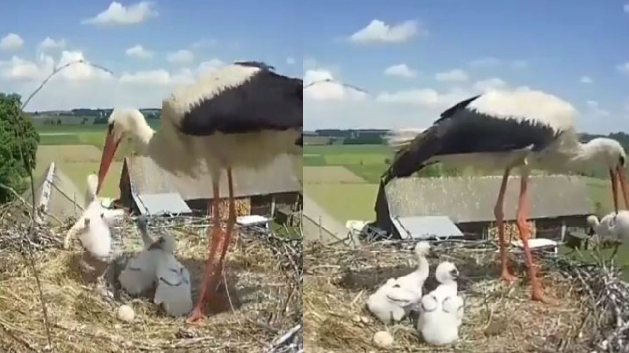 Mother stork : గూడు నుంచి బిడ్డను పడేసిన తల్లి కొంగ.. ఎందుకీ కఠిన నిర్ణయం తీసుకుందంటే? Mother stork : గూడు నుంచి బిడ్డను పడేసిన తల్లి కొంగ.. ఎందుకీ కఠిన నిర్ణయం తీసుకుందంటే?