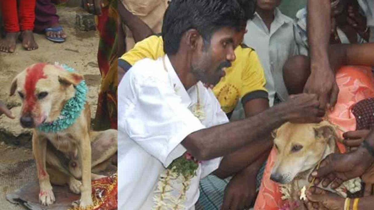 Odisha : ఒడిశాలో గిరిజన తెగ వింత ఆచారం.. దుష్టశక్తులు దరిచేరకుండా చిన్నారులకు వీధి కుక్కలతో వివాహం Odisha : ఒడిశాలో గిరిజన తెగ వింత ఆచారం.. దుష్టశక్తులు దరిచేరకుండా చిన్నారులకు వీధి కుక్కలతో వివాహం