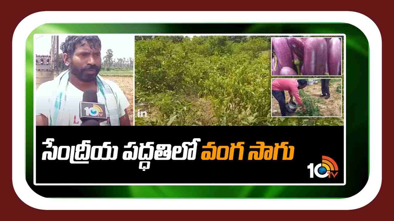 Cultivation Of Brinjal : బెంగలేని వంగ సాగు.. ఏడాదిపాటుగా మంచిదిగుబడులు Cultivation Of Brinjal : బెంగలేని వంగ సాగు.. ఏడాదిపాటుగా మంచిదిగుబడులు