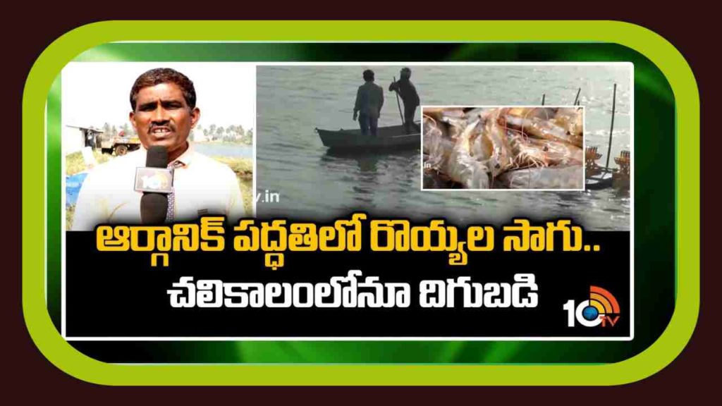 Organic Prawn Farming