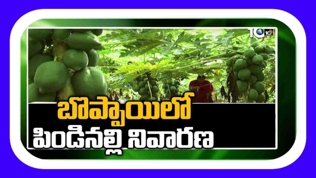 Papaya Farming