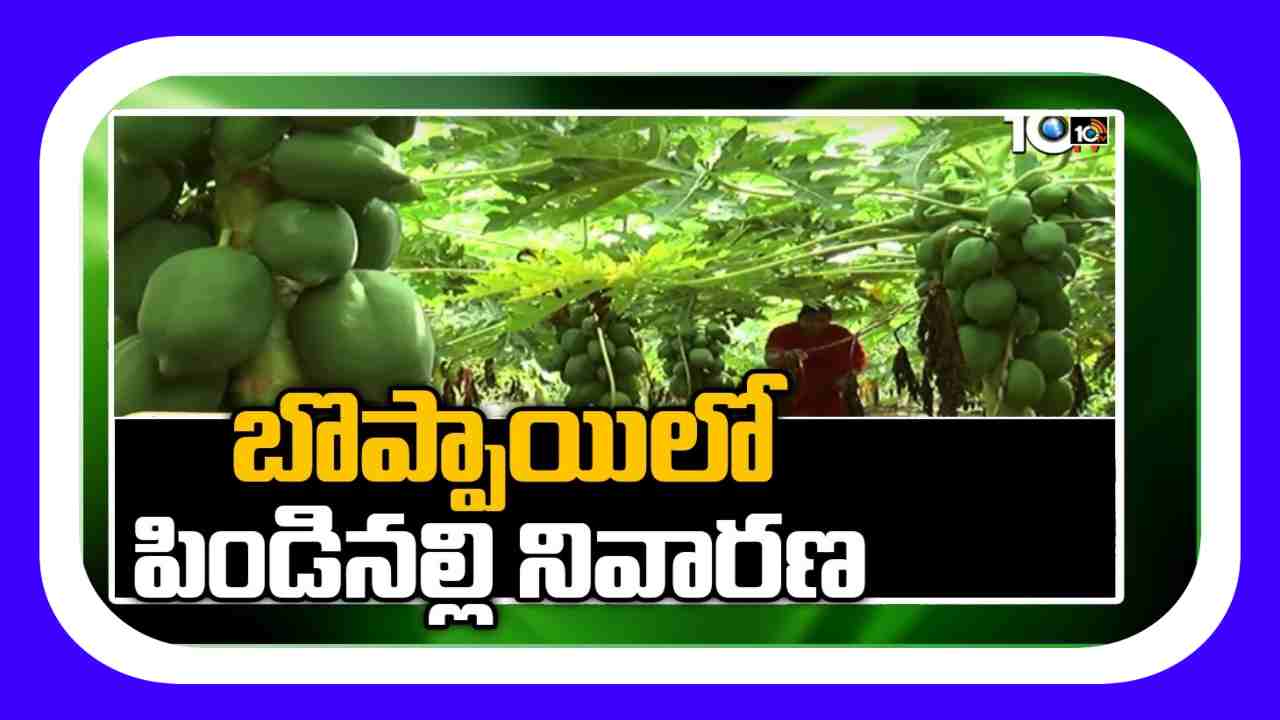 Papaya Farming : బొప్పాయిలో పిండినల్లి.. నివారణకు శాస్త్రవేత్తల సూచనలు Papaya Farming : బొప్పాయిలో పిండినల్లి.. నివారణకు శాస్త్రవేత్తల సూచనలు
