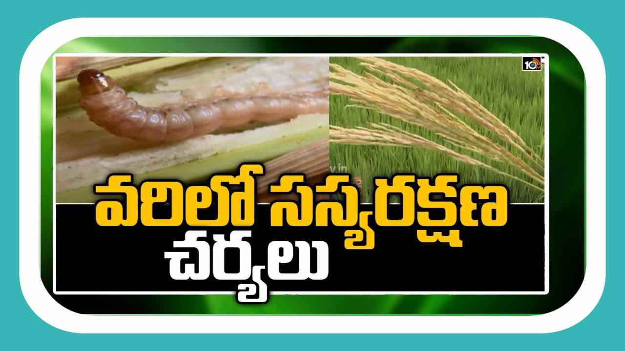 Diseases in Paddy crop : వరిలో సస్యరక్షణ చర్యలు Diseases in Paddy crop : వరిలో సస్యరక్షణ చర్యలు