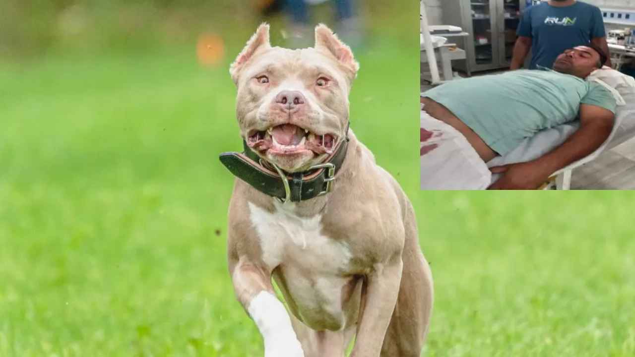 Pit bull Dog Attacks : బాబోయ్.. వ్యక్తి ప్రైవేట్ పార్ట్ కొరికేసిన కుక్క, కొట్టి చంపిన జనం Pit bull Dog Attacks : బాబోయ్.. వ్యక్తి ప్రైవేట్ పార్ట్ కొరికేసిన కుక్క, కొట్టి చంపిన జనం