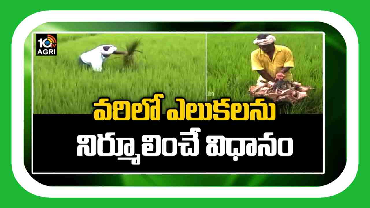 Rodent Management : ఎరతెర పద్ధతితో.. వరిలో ఎలుకల నివారణ Rodent Management : ఎరతెర పద్ధతితో.. వరిలో ఎలుకల నివారణ