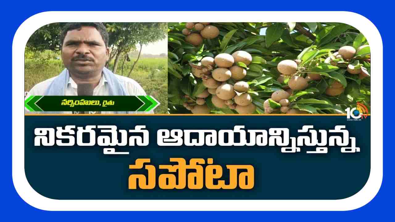 Sapota Forming : నికరమైన ఆదాయాన్నిస్తున్న సపోట సాగు Sapota Forming : నికరమైన ఆదాయాన్నిస్తున్న సపోట సాగు