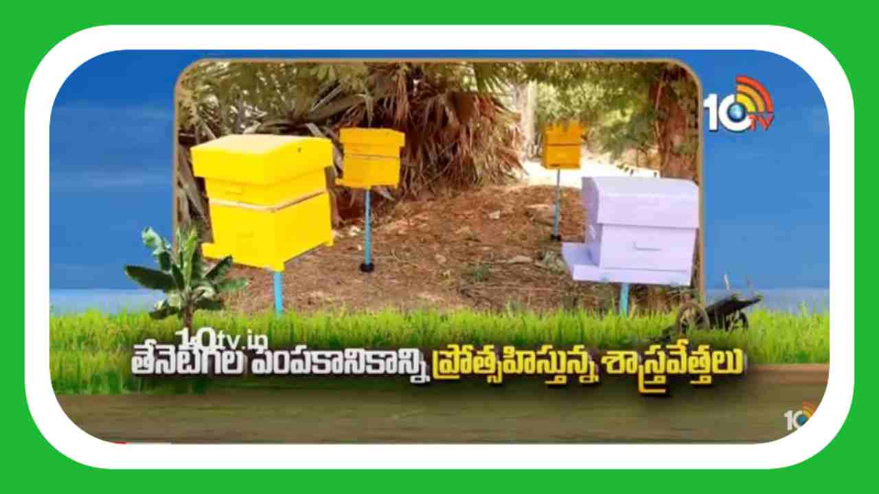 Promoting Beekeeping : ఉపాధికి డోకాలేని పరిశ్రమగా తేనెటీగల పెంపకం Promoting Beekeeping : ఉపాధికి డోకాలేని పరిశ్రమగా తేనెటీగల పెంపకం
