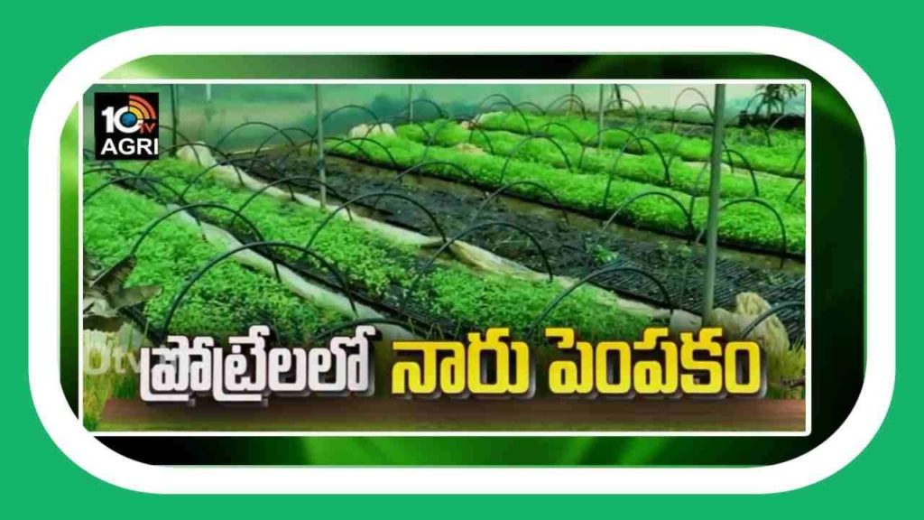 Seedling Cultivation Techniques
