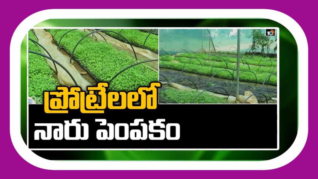 Seedling Cultivation in a Modern Manner