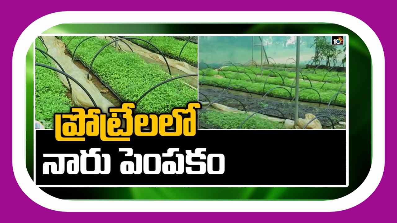 Seedling Cultivation : ఆధునిక పద్ధతుల్లో నారు పెంపకం.. రైతులకు తక్కువ ధరకే అందిస్తున్న సీఓఈ Seedling Cultivation : ఆధునిక పద్ధతుల్లో నారు పెంపకం.. రైతులకు తక్కువ ధరకే అందిస్తున్న సీఓఈ