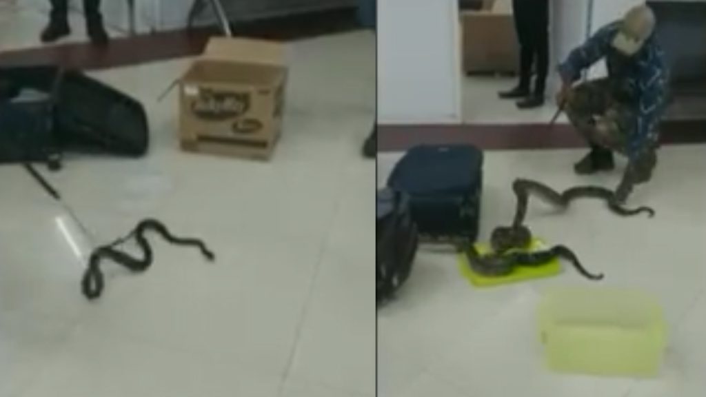 Snakes Chameleon