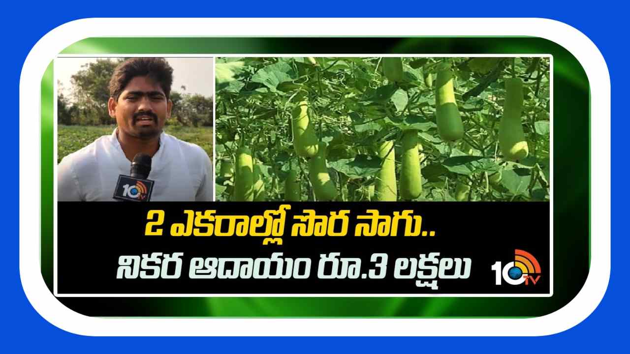Sorakaya Cultivation : 2 ఎకరాల్లో సొరసాగు.. నికర ఆదాయం రూ. 3 లక్షలు Sorakaya Cultivation : 2 ఎకరాల్లో సొరసాగు.. నికర ఆదాయం రూ. 3 లక్షలు