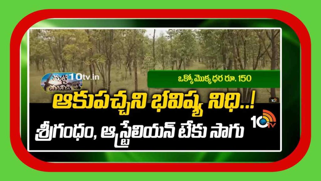 Sri Gandham Trees