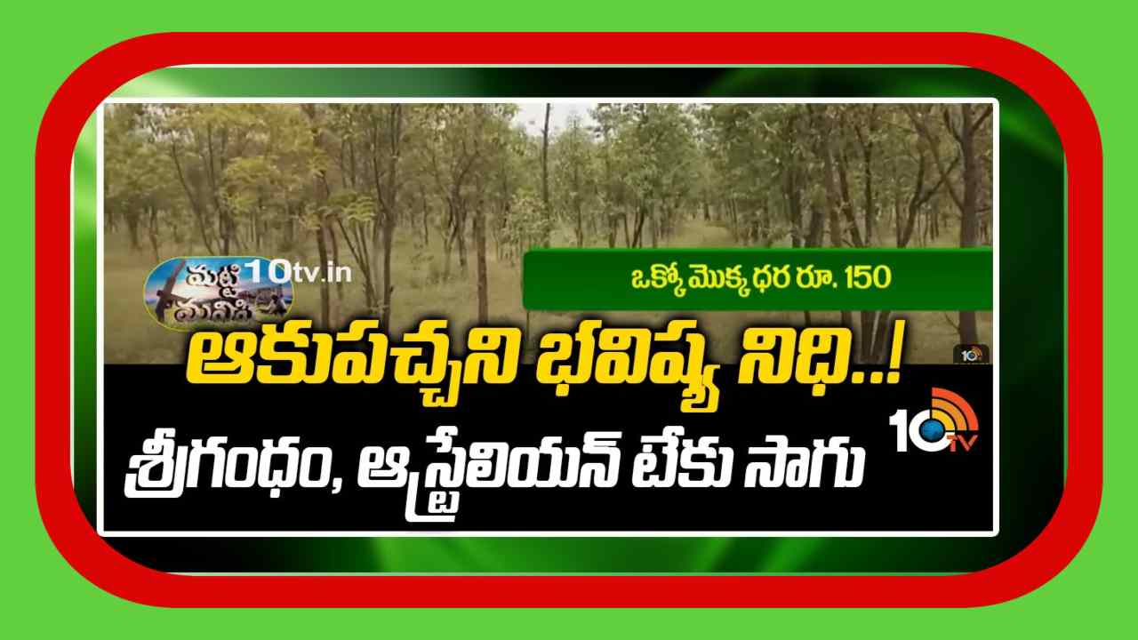 Sri Gandham Trees : ఆకుపచ్చని భవిష్య నిధిగా శ్రీగంధం, ఆస్ట్రేలియన్ టేకు సాగు Sri Gandham Trees : ఆకుపచ్చని భవిష్య నిధిగా శ్రీగంధం, ఆస్ట్రేలియన్ టేకు సాగు