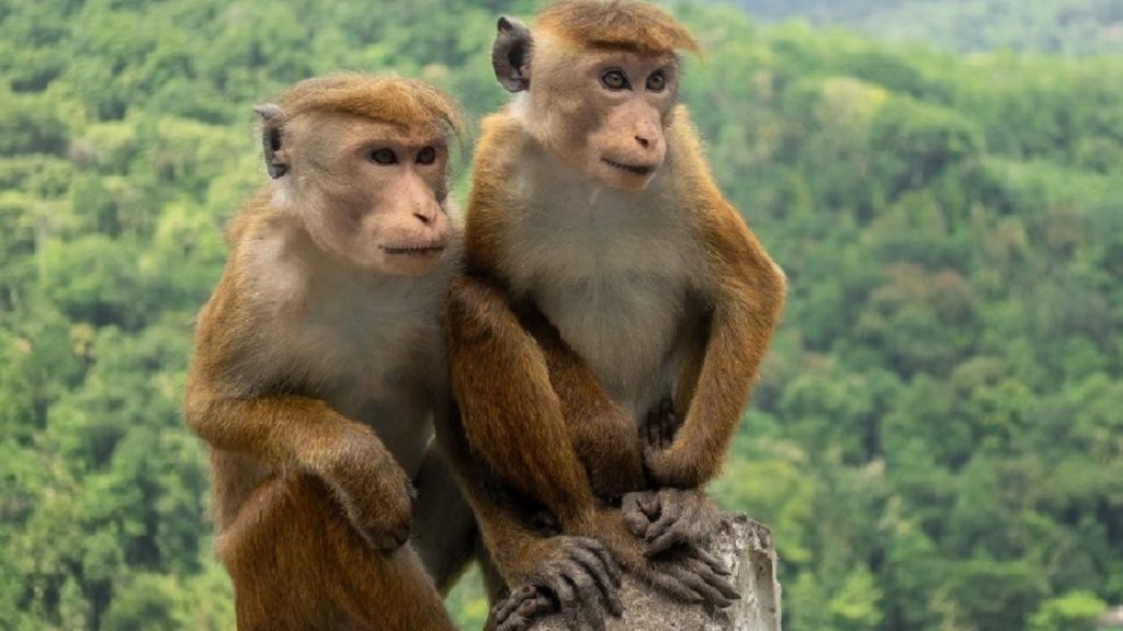 Sri Lanka Monkeys To China