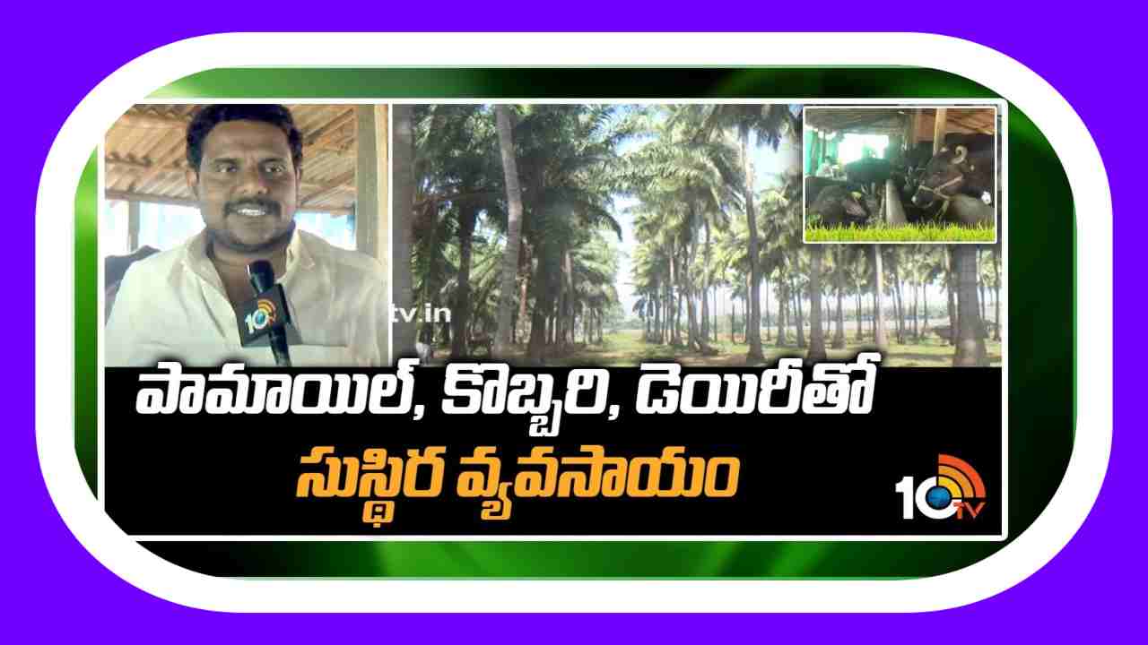Sustainable Agriculture : పామాయిల్, కొబ్బరి, డెయిరీ తో సుస్థిర వ్యవసాయం Sustainable Agriculture : పామాయిల్, కొబ్బరి, డెయిరీ తో సుస్థిర వ్యవసాయం