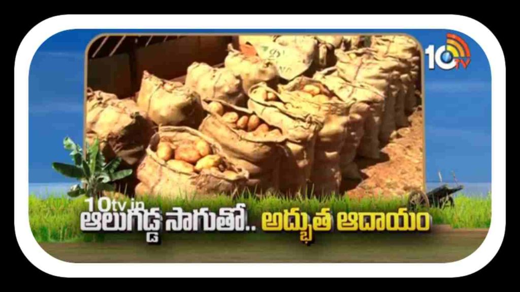 Sweet Potato Cultivation