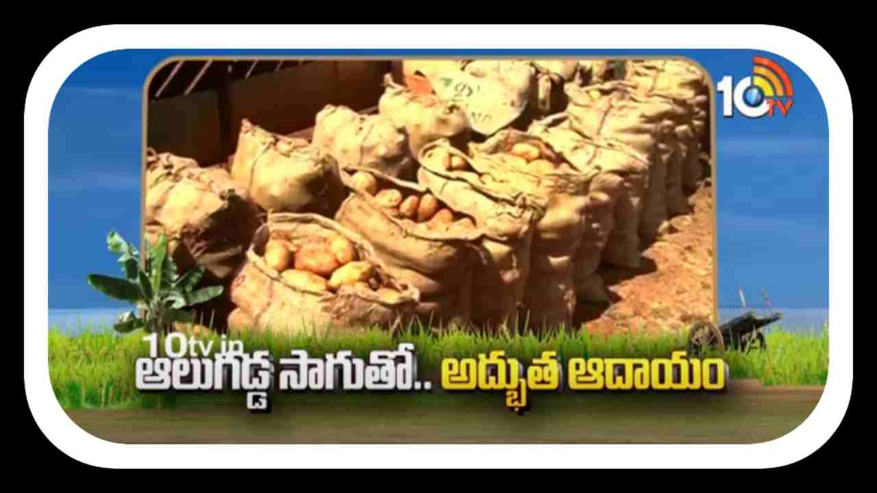 Potato Cultivation : ఆలుగడ్డ సాగుతో.. అద్భుత ఆదాయం Potato Cultivation : ఆలుగడ్డ సాగుతో.. అద్భుత ఆదాయం