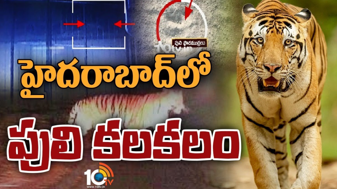 Tiger : హైదరాబాద్ పరిసరప్రాంతం దుండిగల్ లో పులి సంచారం Tiger : హైదరాబాద్ పరిసరప్రాంతం దుండిగల్ లో పులి సంచారం