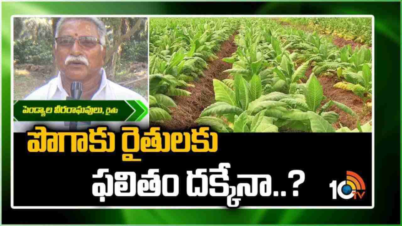 Tobacco Farmers : రైతుల ఆశలన్నీ పొగాకు ధరపైనే.. Tobacco Farmers : రైతుల ఆశలన్నీ పొగాకు ధరపైనే..
