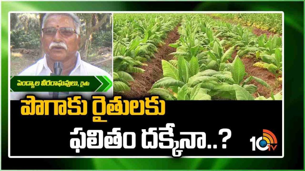 Tobacco Farming