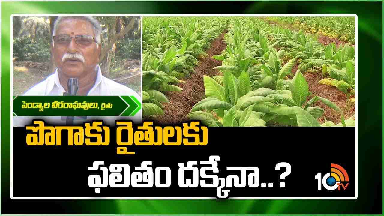 Tobacco Farming : తగ్గుతున్న పొగాకు సాగు విస్తీర్ణం… పొగాకు రైతులకు ఫలితం దక్కేనా..? Tobacco Farming : తగ్గుతున్న పొగాకు సాగు విస్తీర్ణం… పొగాకు రైతులకు ఫలితం దక్కేనా..?