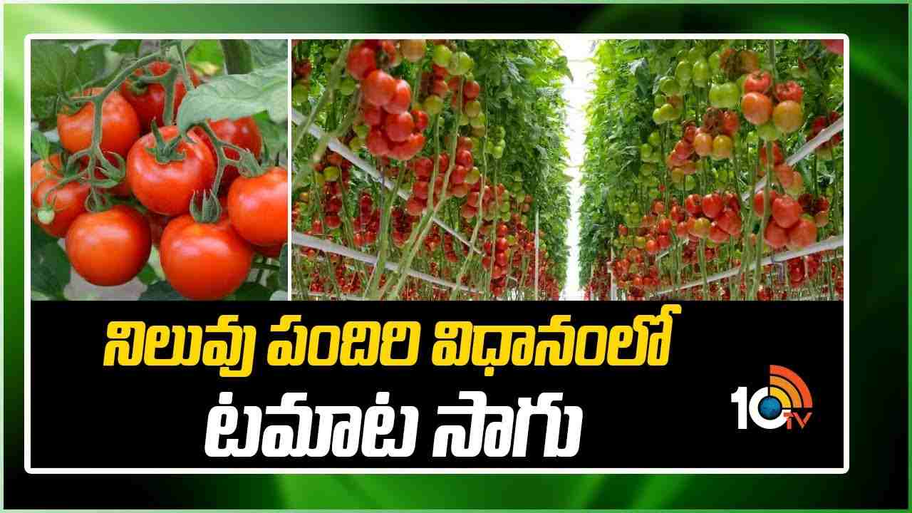 Tomatoes in Staking System : నిలుపు పందిరి విధానంలో.. టమాట సాగు Tomatoes in Staking System : నిలుపు పందిరి విధానంలో.. టమాట సాగు