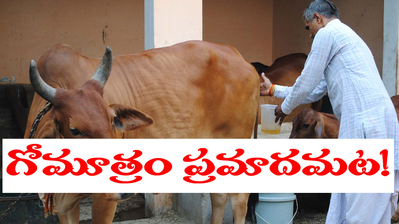 Cow Urine: గోమూత్రం మనుషులకు హానికరం.. ఐవీఆర్ఐ పరిశోధనలో వెల్లడి Cow Urine: గోమూత్రం మనుషులకు హానికరం.. ఐవీఆర్ఐ పరిశోధనలో వెల్లడి