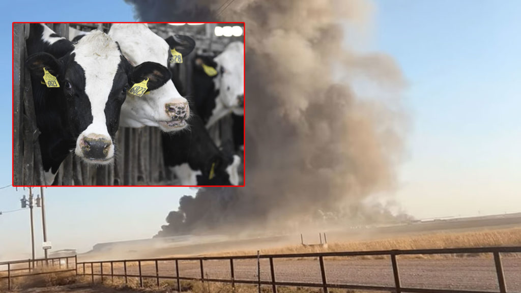 Dairy Farm explosion which left 18000 cows dead in USA