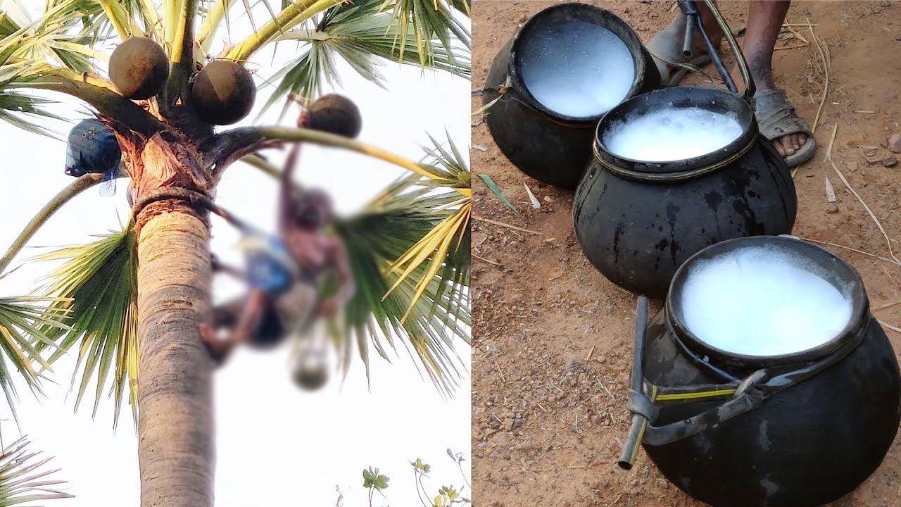 Madhya Pradesh: తాటి కల్లు తాగి ముగ్గురు మృతి, నలుగురి పరిస్థితి విషమం Madhya Pradesh: తాటి కల్లు తాగి ముగ్గురు మృతి, నలుగురి పరిస్థితి విషమం