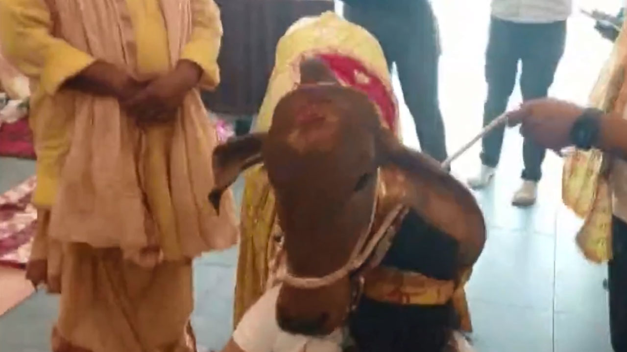 Viral Video: ముఖ్య అతిథిగా హాజరై రెస్టారెంట్ ప్రారంభించిన ఆవు Viral Video: ముఖ్య అతిథిగా హాజరై రెస్టారెంట్ ప్రారంభించిన ఆవు