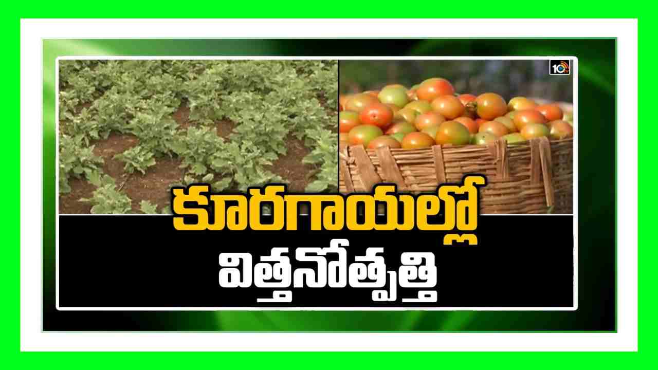 Vegetable Seeds Cultivation : రైతు స్థాయిలో కూరగాయల విత్తనోత్పత్తిలో మెళకువలు Vegetable Seeds Cultivation : రైతు స్థాయిలో కూరగాయల విత్తనోత్పత్తిలో మెళకువలు