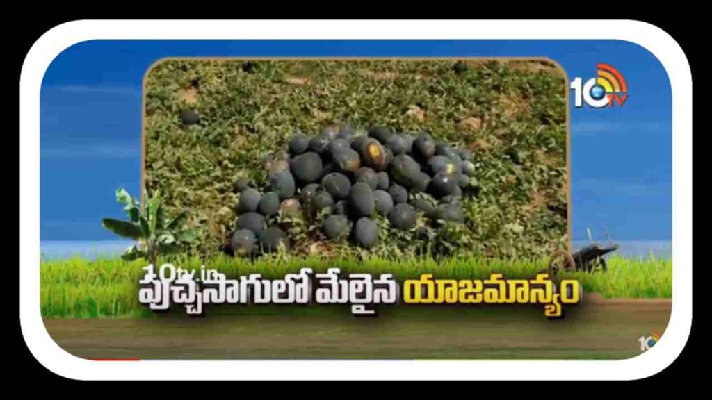 Watermelon Cultivation