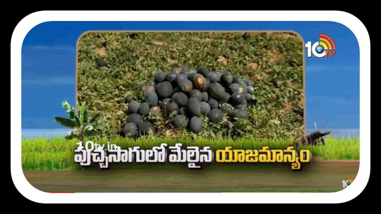 Watermelon Cultivation : పుచ్చసాగులో మేలైన యాజమాన్యం Watermelon Cultivation : పుచ్చసాగులో మేలైన యాజమాన్యం