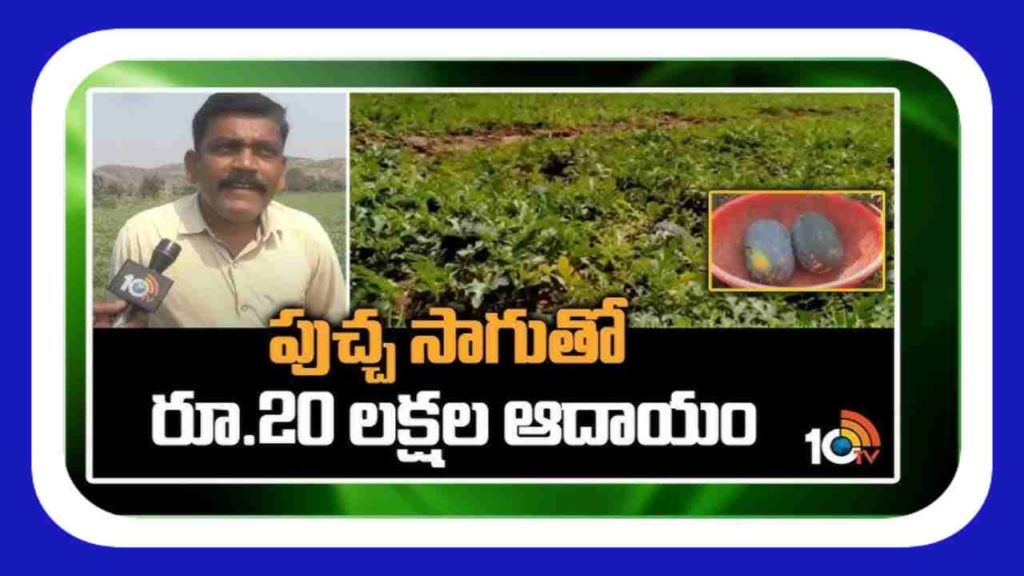 Watermelon Cultivation