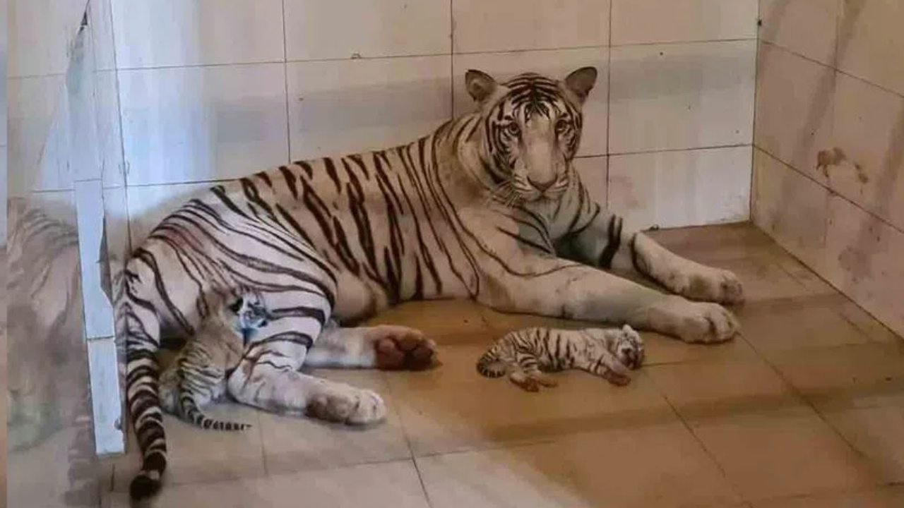 White Tigers : గ్వాలియర్ గాంధీ జూపార్క్ లో మూడు కూనలకు జన్మనిచ్చిన తెల్ల పులి White Tigers : గ్వాలియర్ గాంధీ జూపార్క్ లో మూడు కూనలకు జన్మనిచ్చిన తెల్ల పులి