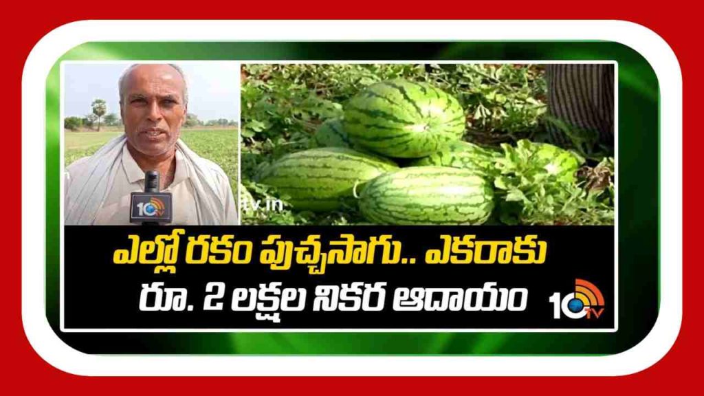 Watermelon Cultivation