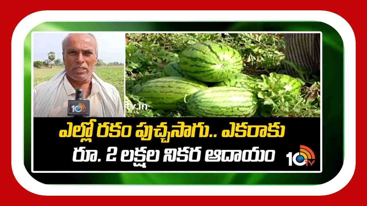Watermelon Cultivation : ఎల్లో రకం పుచ్చసాగు.. ఎకరాకు రూ. 2 లక్షల నికర ఆదాయం Watermelon Cultivation : ఎల్లో రకం పుచ్చసాగు.. ఎకరాకు రూ. 2 లక్షల నికర ఆదాయం