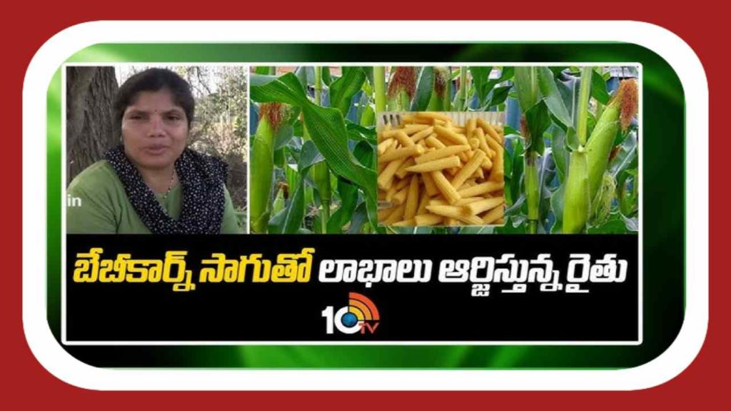 baby corn cultivation