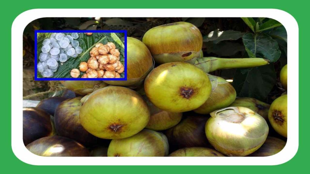 benefits of palm kernels