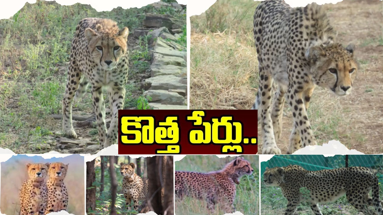 Cheetah Names: ప్రభాస్, పవన్, నభా, శౌర్య.. చీతాలకు భలే పేర్లు పెట్టారుగా! Cheetah Names: ప్రభాస్, పవన్, నభా, శౌర్య.. చీతాలకు భలే పేర్లు పెట్టారుగా!