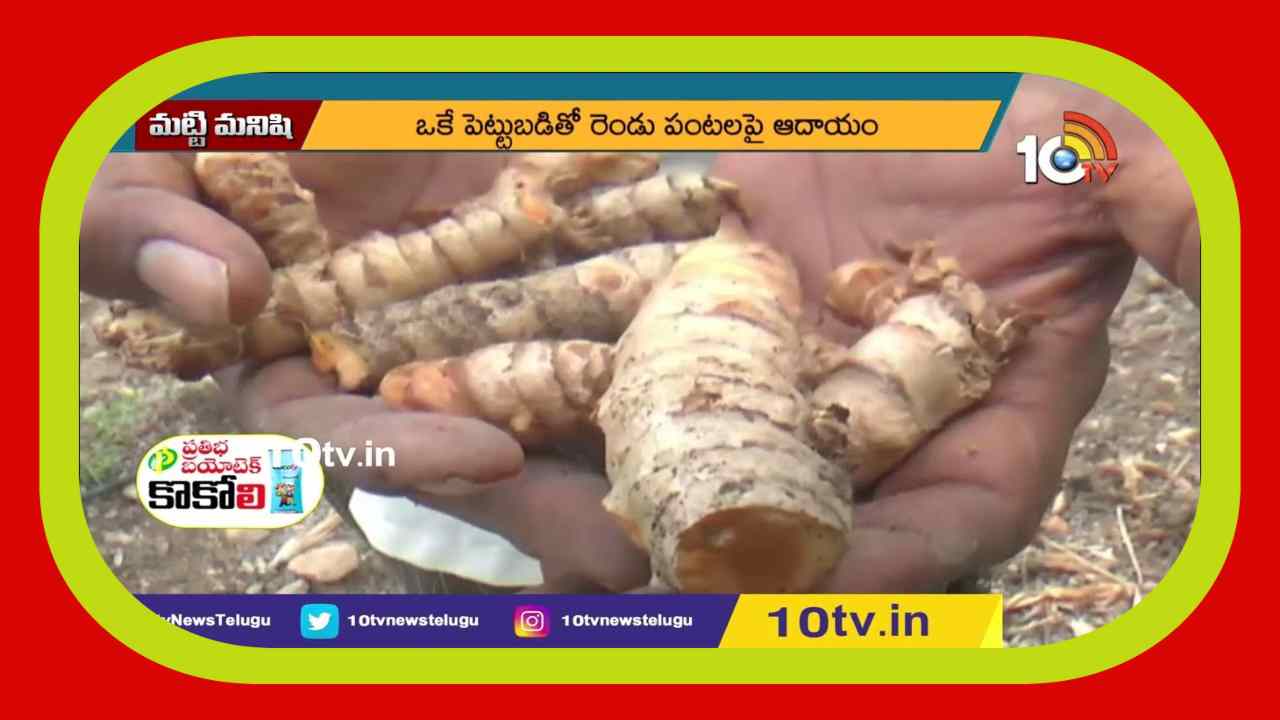 Intercrop In Papaya : బొప్పాయిలో అంతర పంటగా పసుపు సాగు Intercrop In Papaya : బొప్పాయిలో అంతర పంటగా పసుపు సాగు