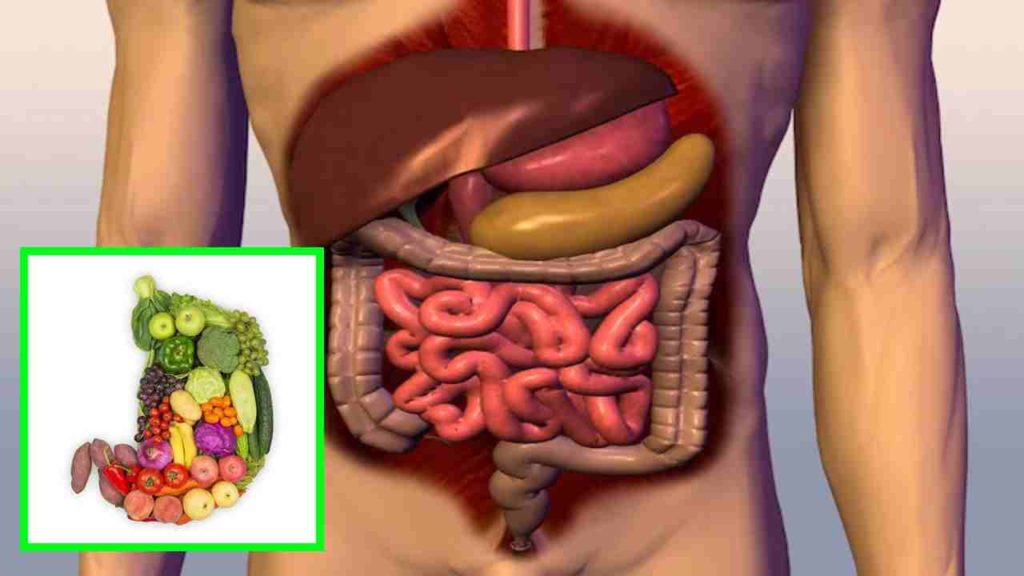 keep the digestive system