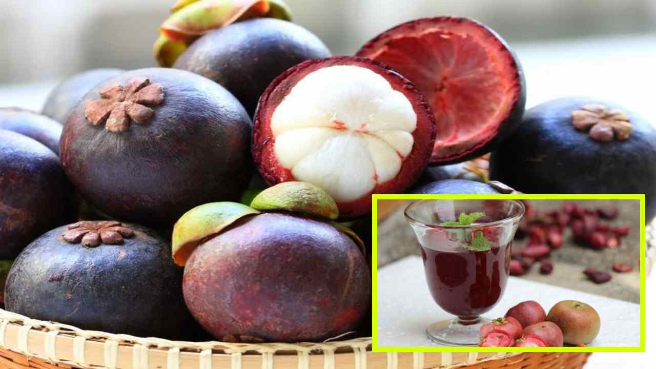 Kokum Fruit : వేసవి సూపర్ఫ్రూట్ కోకుమ్ పండు ఆరోగ్య ప్రయోజనాల గురించి మీకు తెలుసా? Kokum Fruit : వేసవి సూపర్ఫ్రూట్ కోకుమ్ పండు ఆరోగ్య ప్రయోజనాల గురించి మీకు తెలుసా?