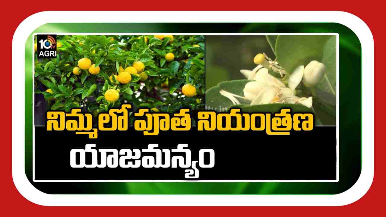 Tips For Growing Lemons : నిమ్మతోటల్లో పూత నియంత్రణ యాజమాన్యం.. అధిక దిగుబడులకు మేలైన సూచనలు Tips For Growing Lemons : నిమ్మతోటల్లో పూత నియంత్రణ యాజమాన్యం.. అధిక దిగుబడులకు మేలైన సూచనలు