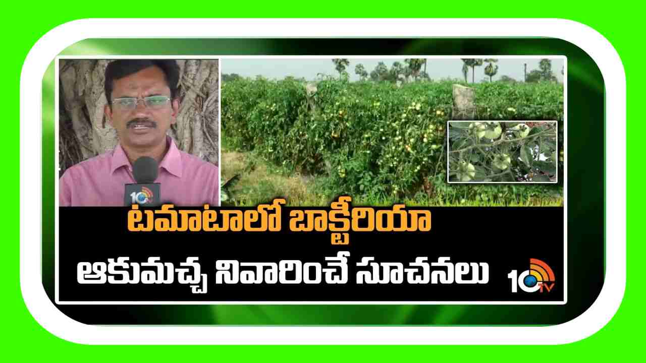 Preventing Bacterial Spot : టమాటలో బాక్టీరియా ఆకుమచ్చ తెగులు.. నివారణకు శాస్త్రవేత్తల సూచనలు Preventing Bacterial Spot : టమాటలో బాక్టీరియా ఆకుమచ్చ తెగులు.. నివారణకు శాస్త్రవేత్తల సూచనలు