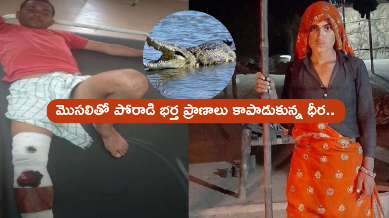 Rajasthan : మొసలితో పోరాడి భర్త ప్రాణాలు కాపాడుకున్న మహిళ .. హ్యాట్సాఫ్ అంటూ ప్రశంసలు Rajasthan : మొసలితో పోరాడి భర్త ప్రాణాలు కాపాడుకున్న మహిళ .. హ్యాట్సాఫ్ అంటూ ప్రశంసలు