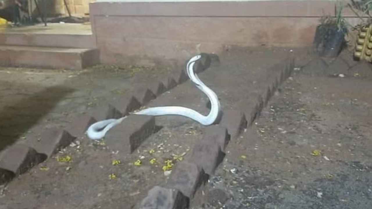 Albino Cobra : వామ్మో.. ఓ ఇంట్లో అరుదైన భారీ శ్వేత నాగు ప్రత్యక్షం.. వీడియో వైరల్ Albino Cobra : వామ్మో.. ఓ ఇంట్లో అరుదైన భారీ శ్వేత నాగు ప్రత్యక్షం.. వీడియో వైరల్