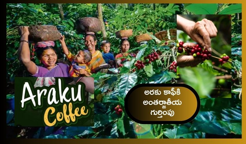 Araku Coffee organic certificate