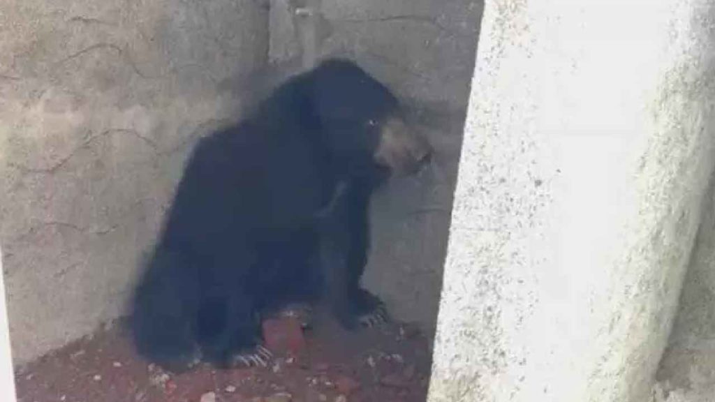 Bear
